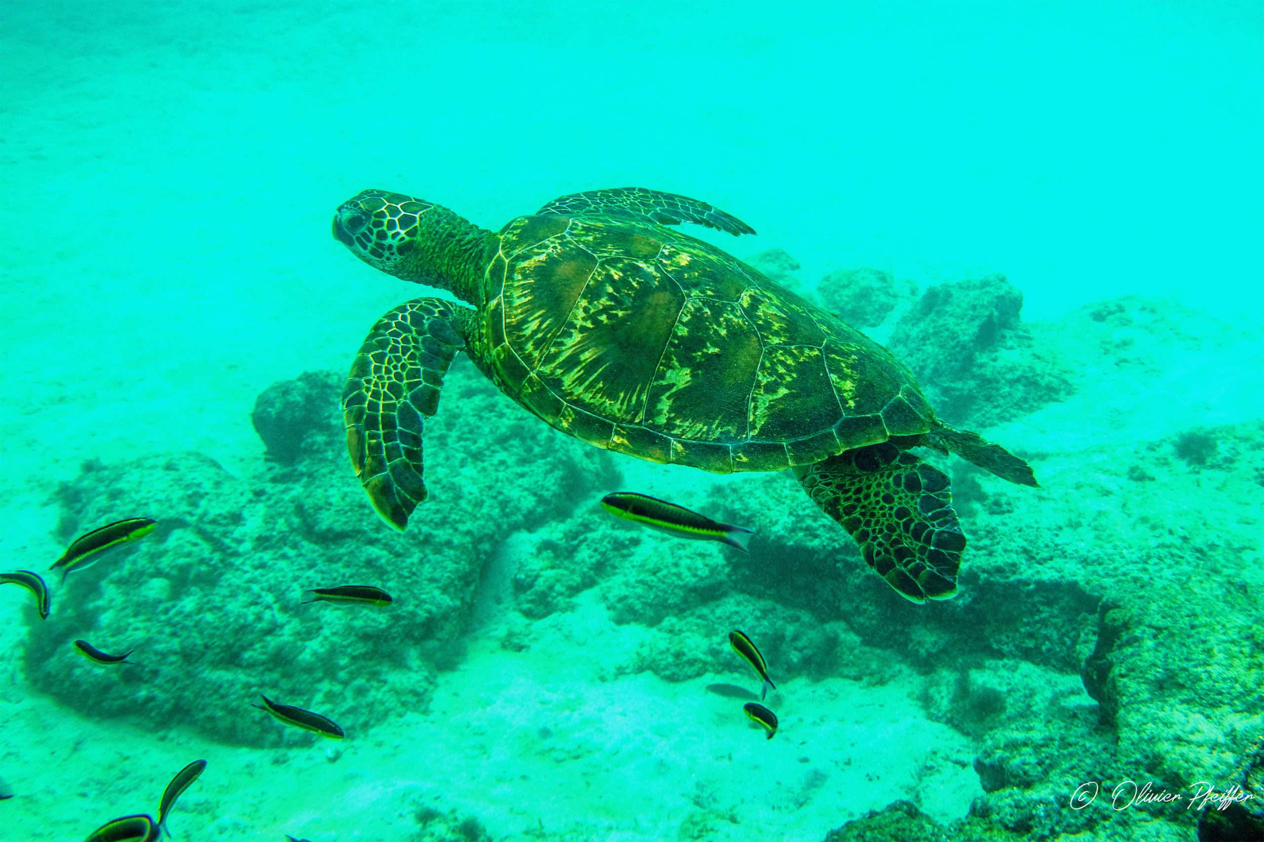 Tortue de mer des Galapàgos, Chelonia mydas