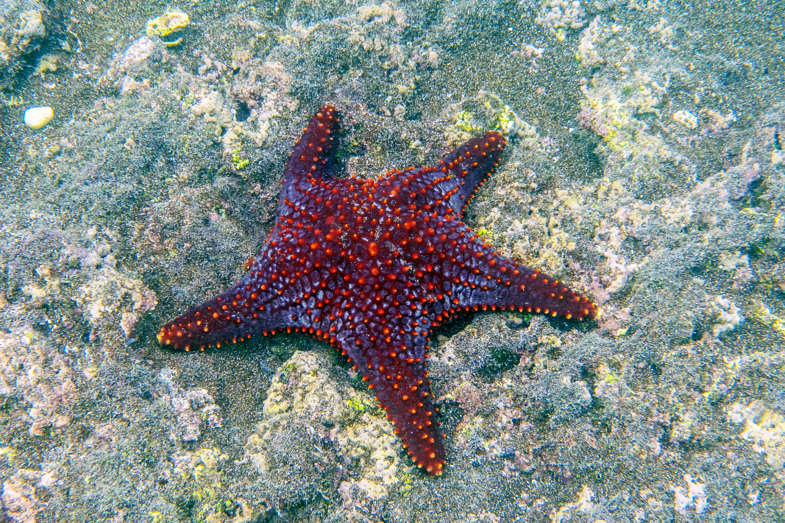 étoile-coussin des Galápagos