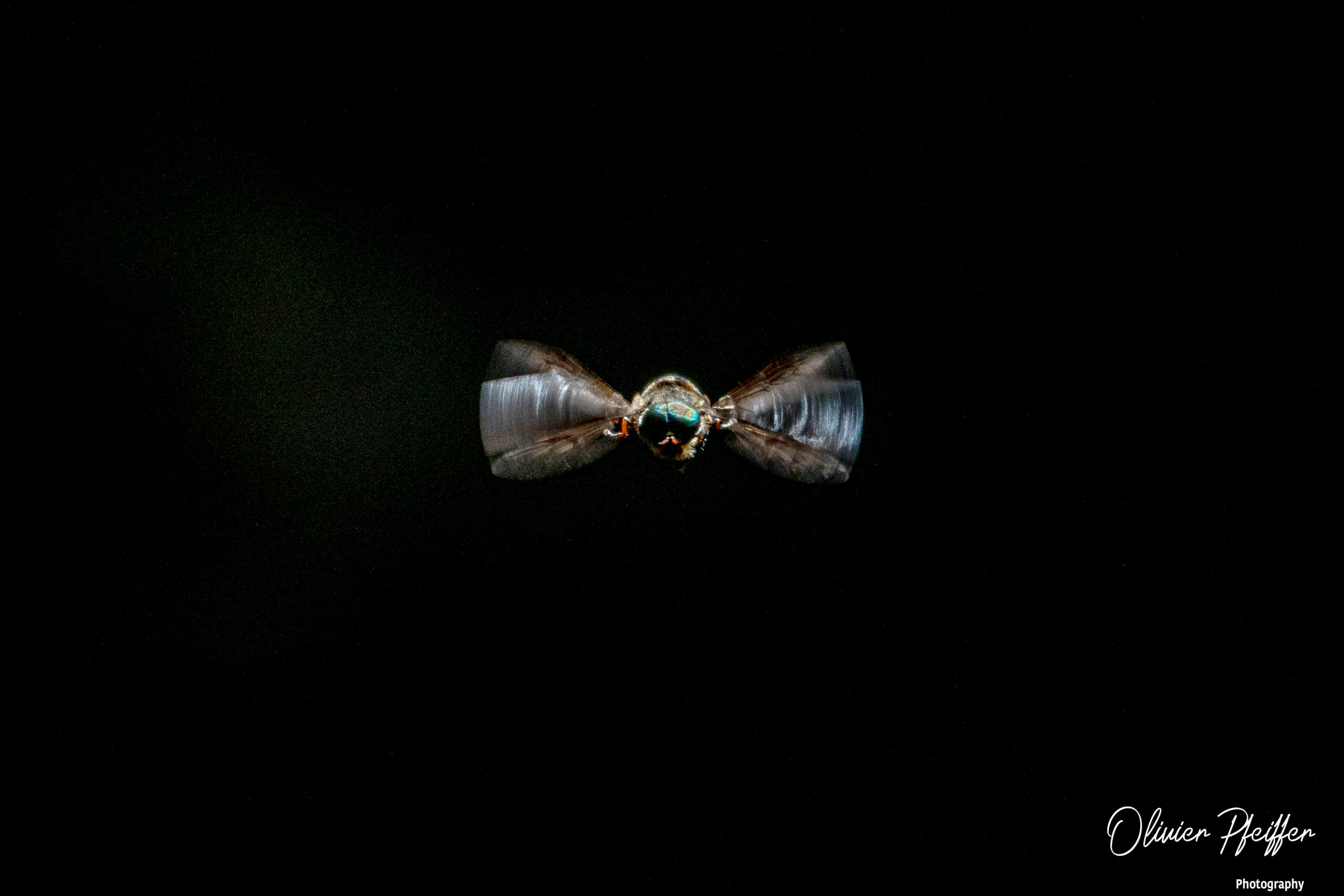 Abeille Anthophila