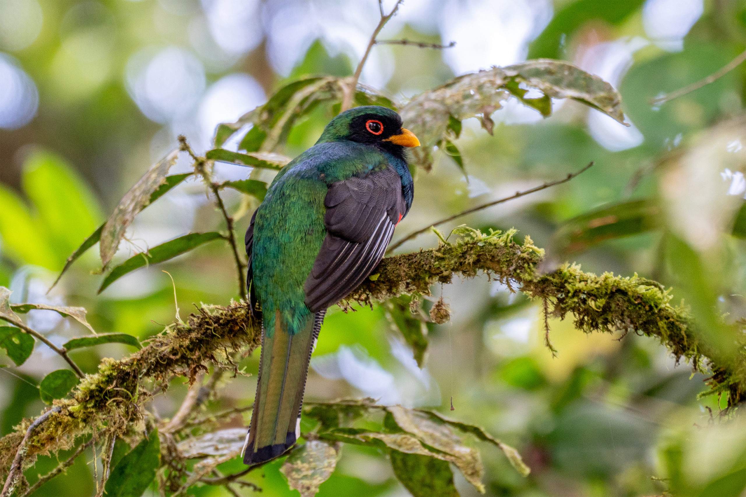 Trogon masqué