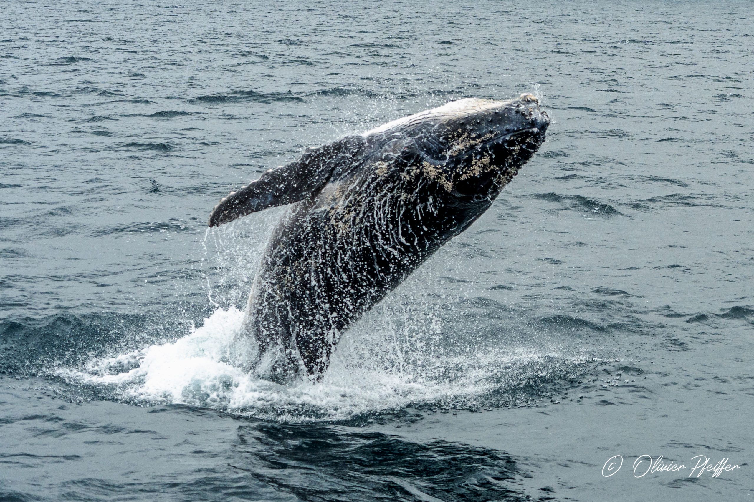 Baleine Megaptera novaeangliae, Ayangue Ecuador 2023