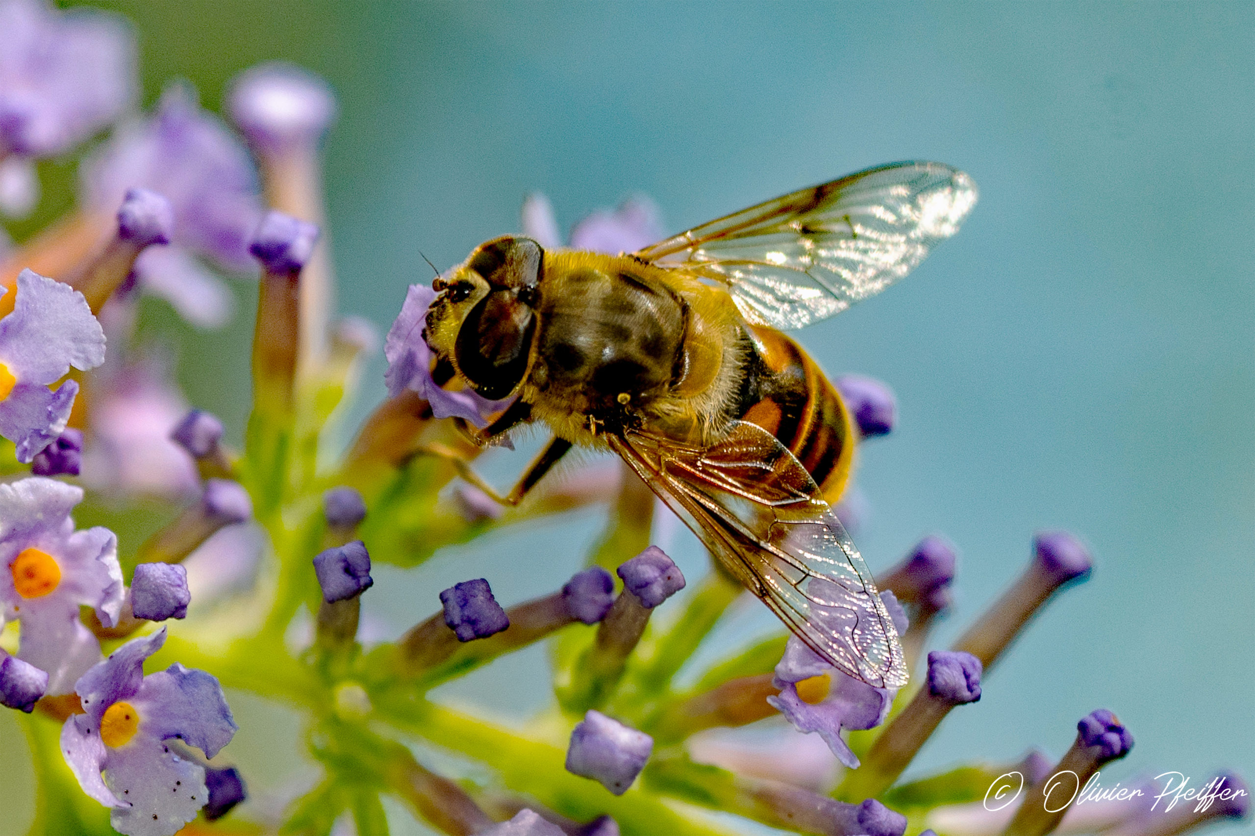Abeilles (Anthophila)