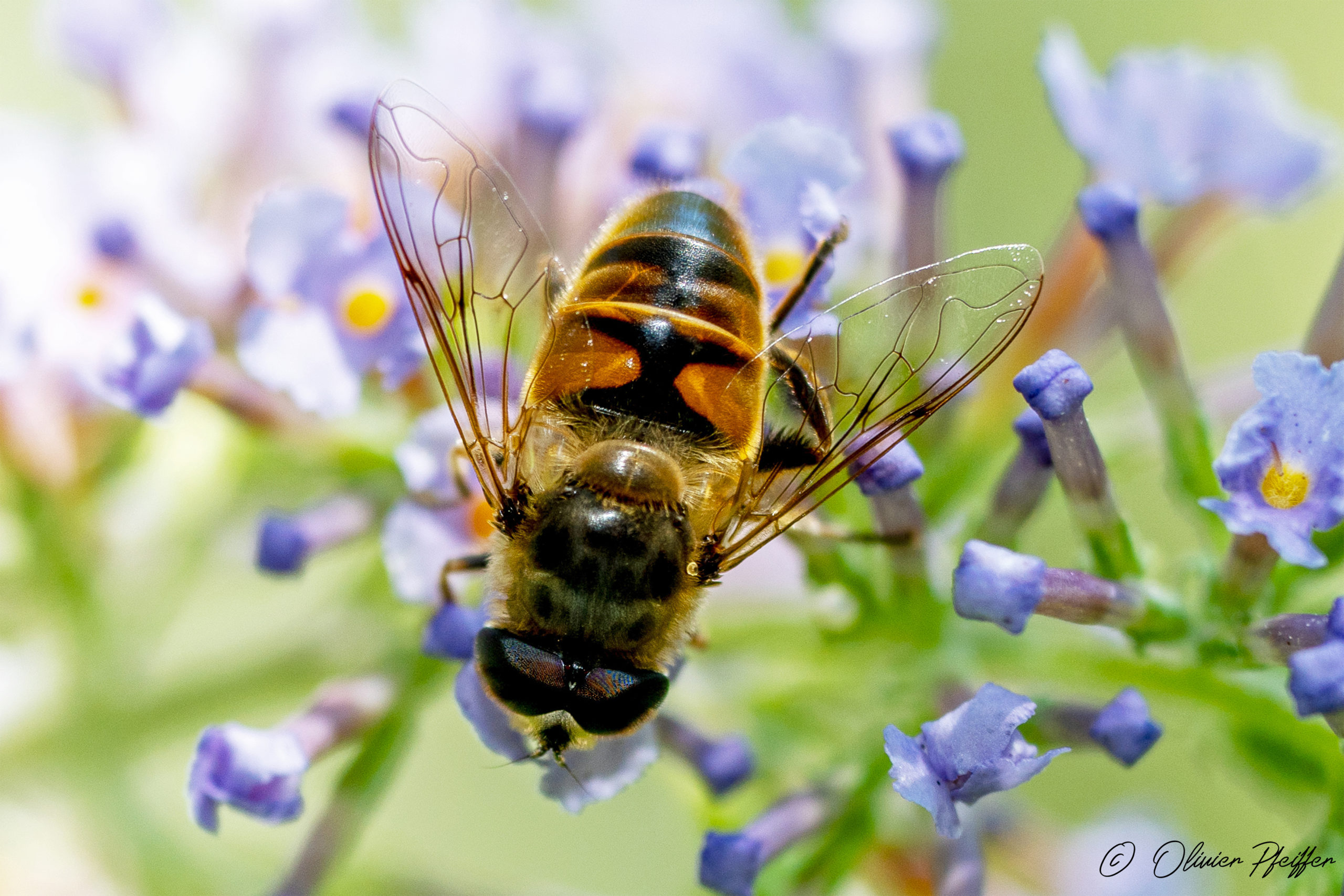 Abeilles (Anthophila)