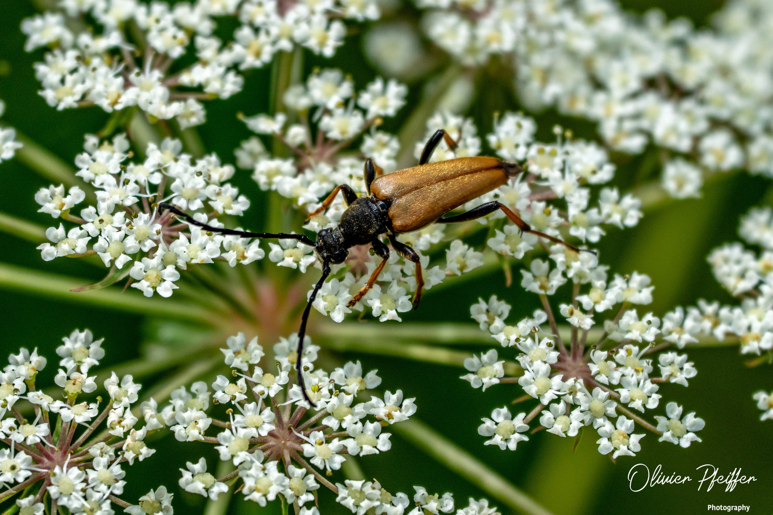 insectes