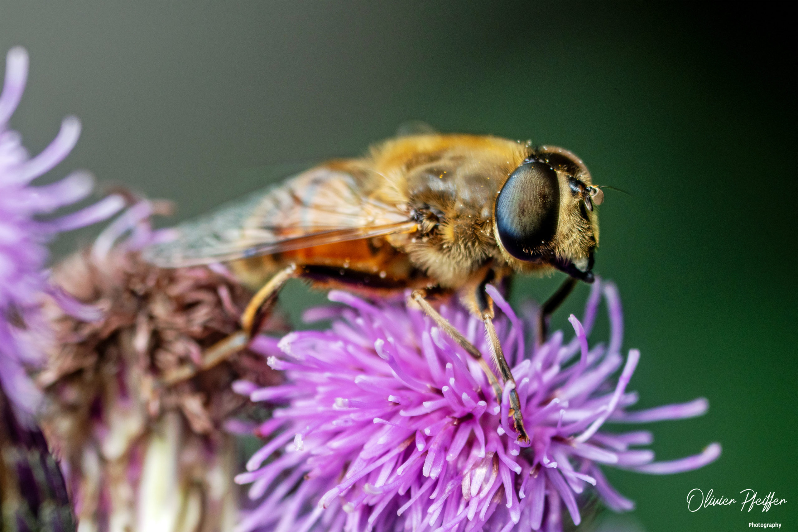 Abeilles (Anthophila)