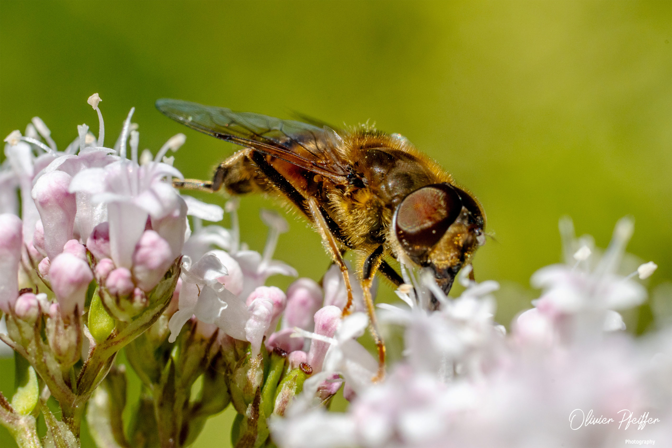 Abeilles (Anthophila)