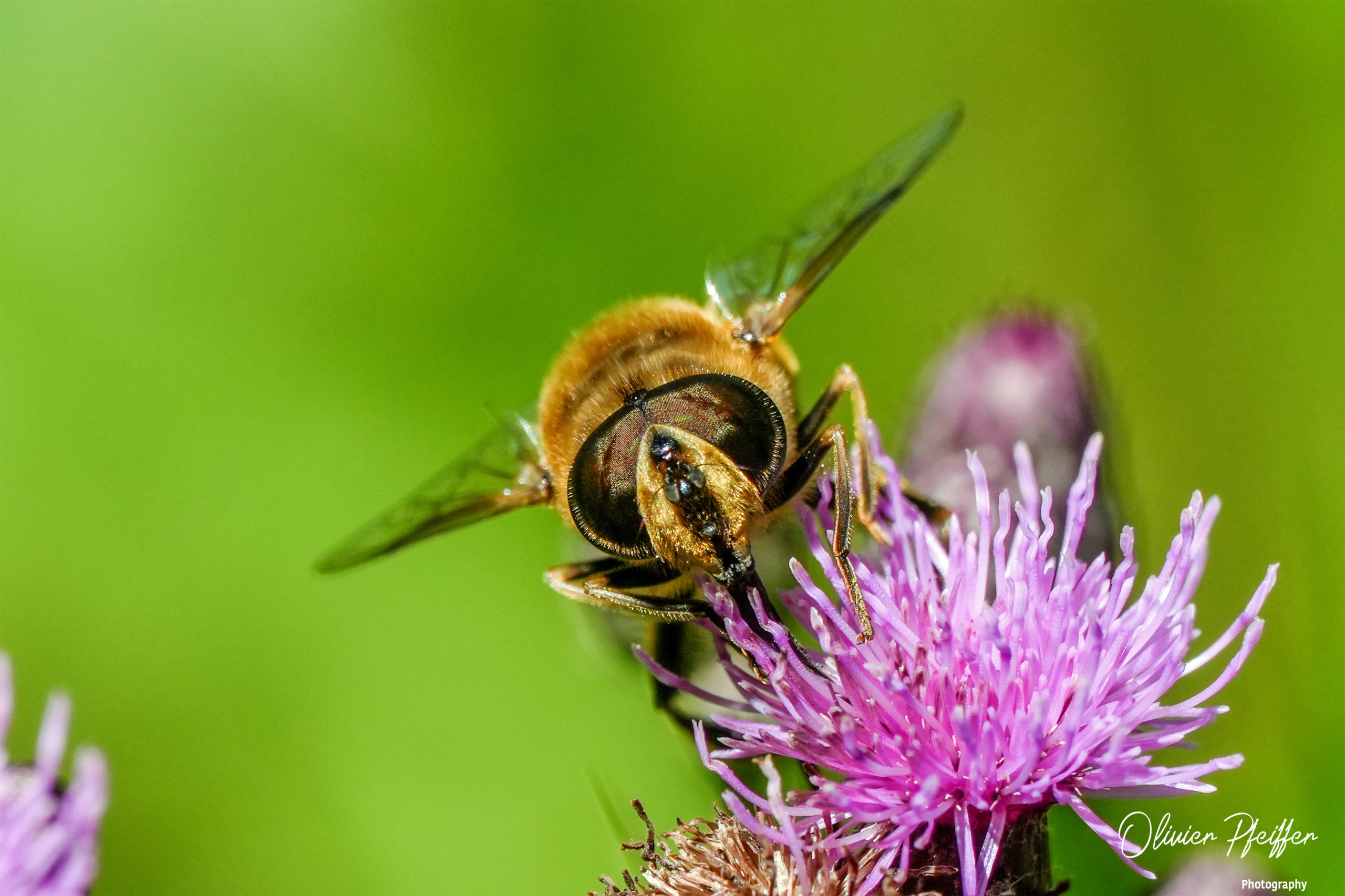 Abeilles (Anthophila)