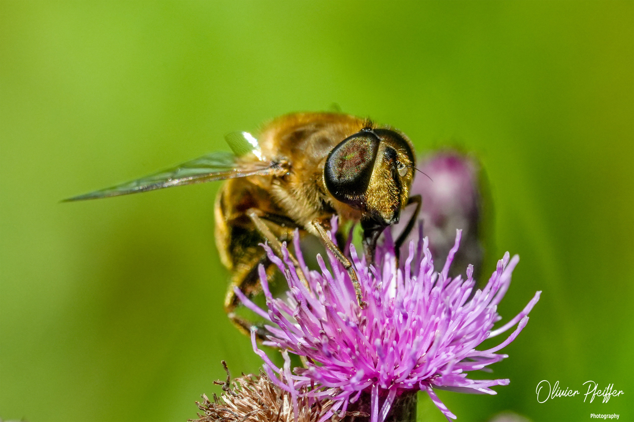 Abeilles (Anthophila)