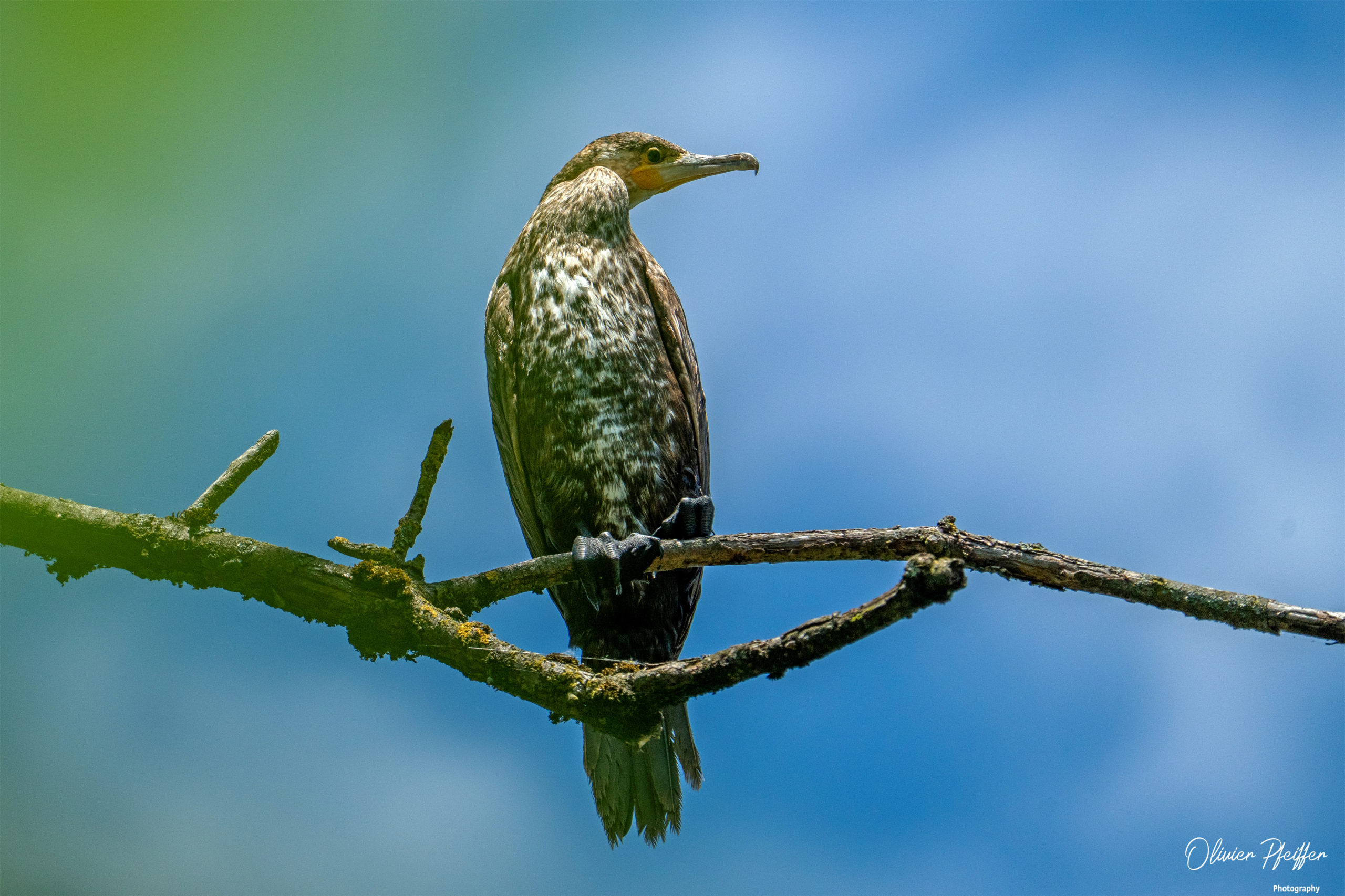 Grand Cormoran