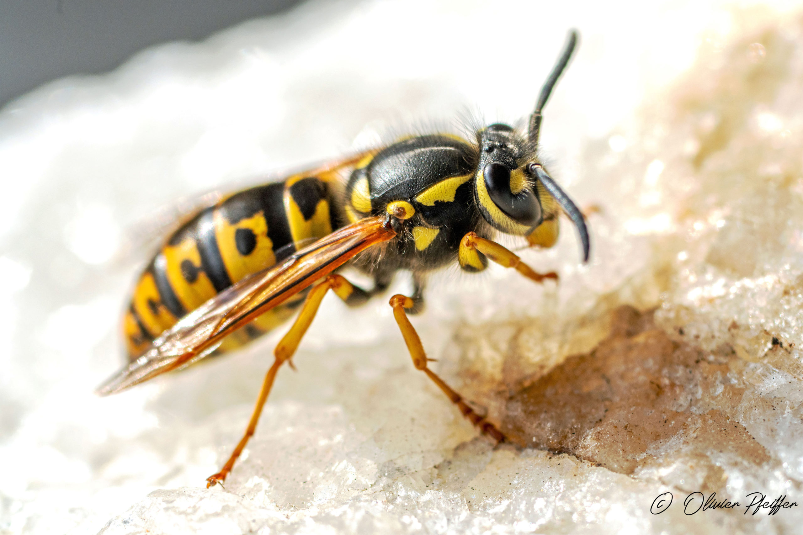 Guêpe commune (Vespula vulgaris)