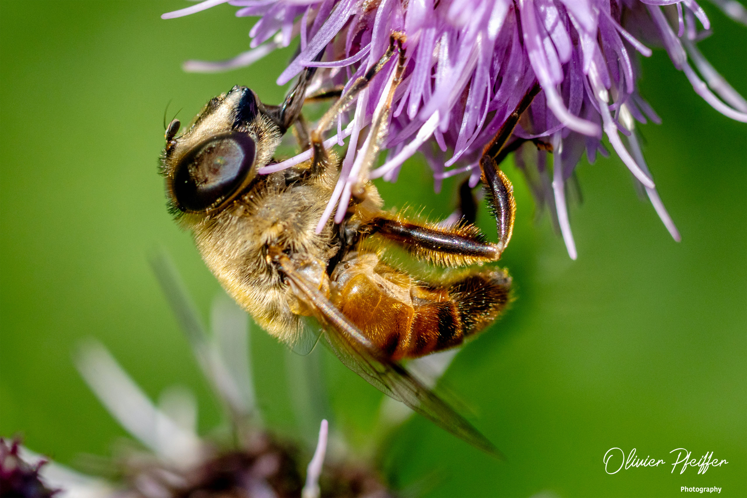 Abeilles (Anthophila)